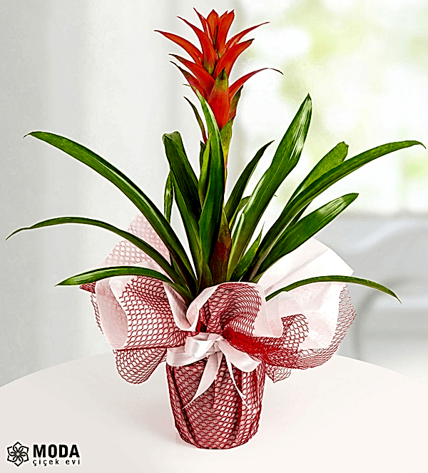 Kırmızı Guzmania Çiçeği Kırmızı Guzmania Çiçeği