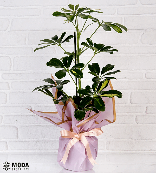 Tekli Schefflera Çiçeği Tekli Schefflera Çiçeği